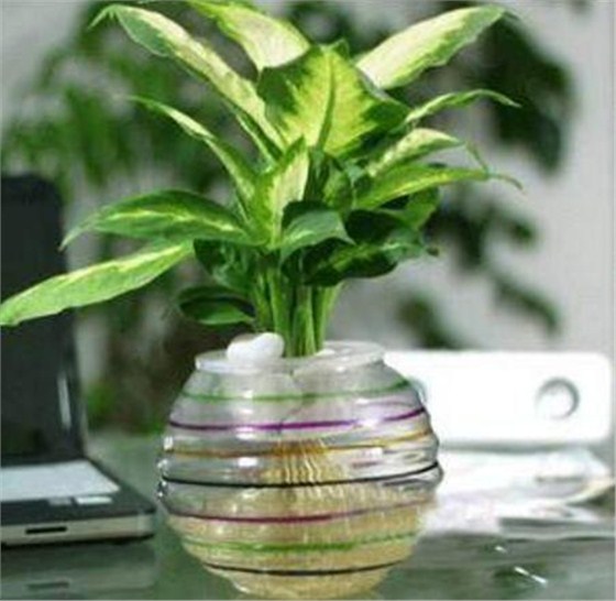 适应放办公桌的植物有哪些万年青