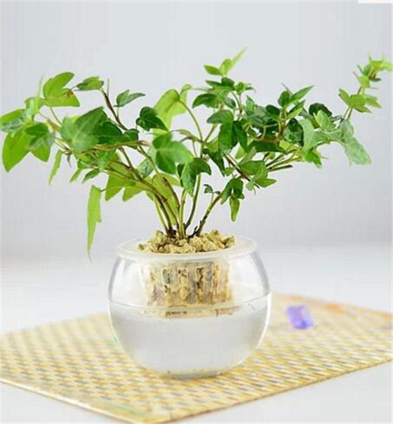 适应放办公桌的植物有哪些常春藤