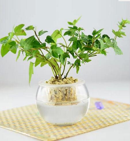 适应放办公桌的植物有哪些常春藤